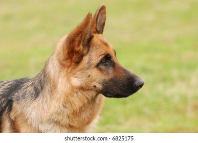 German Shephard Dog