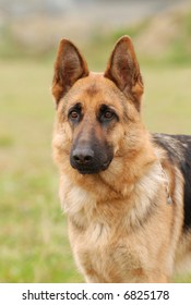 German Shephard Dog