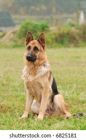 German Shephard Dog