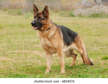 German Shephard Dog