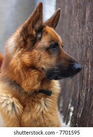 German Shephard Dog