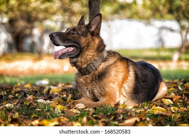 German Shephard Dog Laying