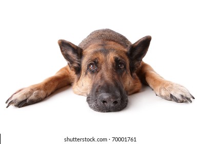 German Shephard Dog Laying On White Background.