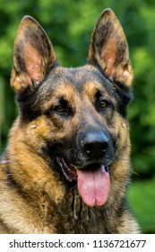 German Shephard In Garden