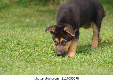 German Shephard Puppy Smelling The Ground.