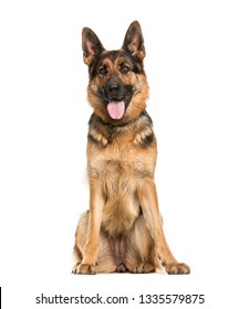 German Shepherd, 2 years old, sitting in front of white background