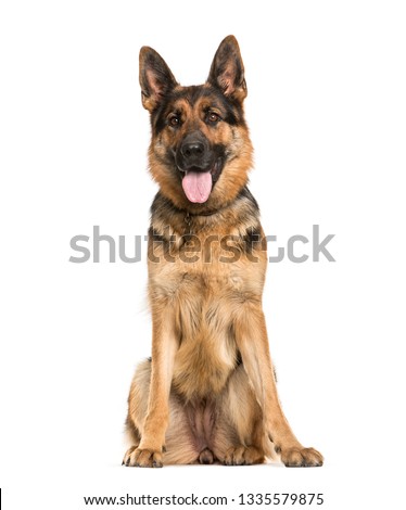German Shepherd, 2 years old, sitting in front of white background