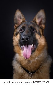 German Shepherd