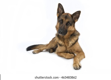 German Shepherd Stock Photo 463483862 Shutterstock German Shepherd Stock Photo 463483862 Shutterstock