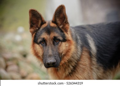 German Shepherd