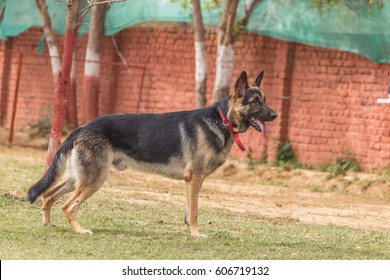 german shepherd