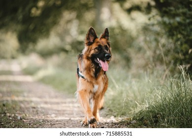 German Shepherd
