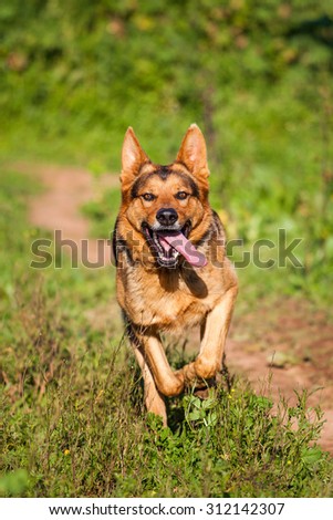 Similar – Image, Stock Photo crossbreed dog Animal