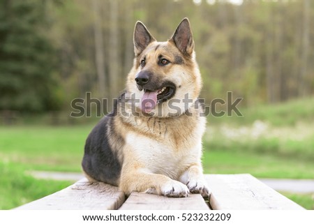 german shepherd malamute mix german shepherd malamute mix