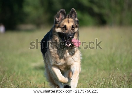 Similar – Image, Stock Photo crossbreed dog Animal