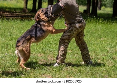German Shepherd attacking dog handler during aggression training. High quality photo