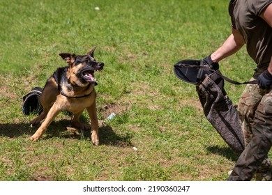 German Shepherd attacking dog handler during aggression training. High quality photo