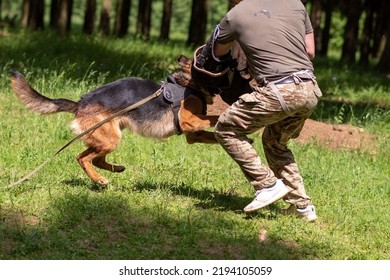 German Shepherd attacking dog handler during aggression training. High quality photo - Powered by Shutterstock