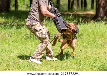 German Shepherd attacking dog handler during aggression training. High quality photo