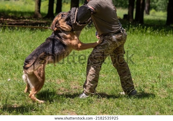German Shepherd attacking dog handler\
during aggression training. High quality\
photo