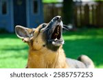 German shepherd barking at something
