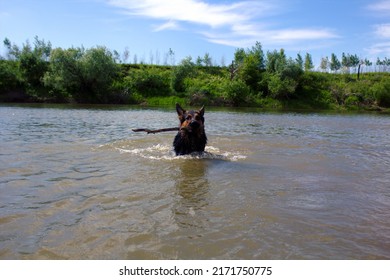 German Shepherd Bathes In The Ishim River