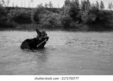 German Shepherd Bathes In The Ishim River