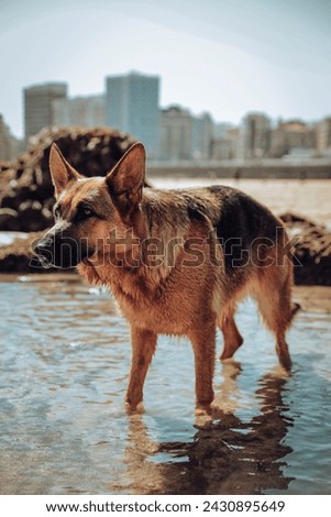 German Shepherd bathing in a beach suitable for dogs