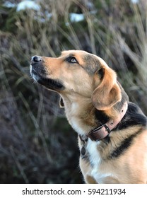 german shepherd beagle mix