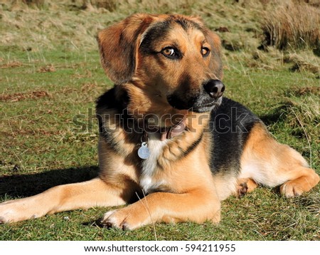 beagle german shepherd mix beagle german shepherd mix