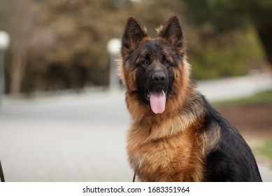 German Shepherd Standing Images Stock Photos Vectors Shutterstock