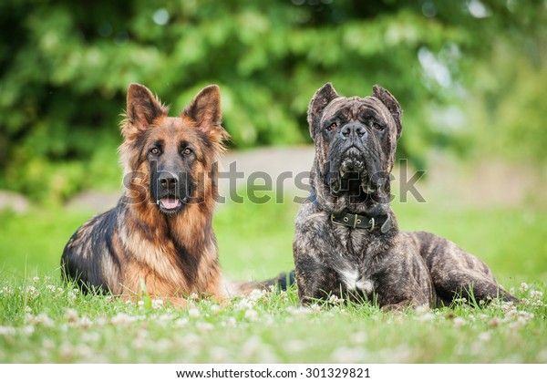 German Shepherd Cane Corso Dog Stock Photo Edit Now 301329821