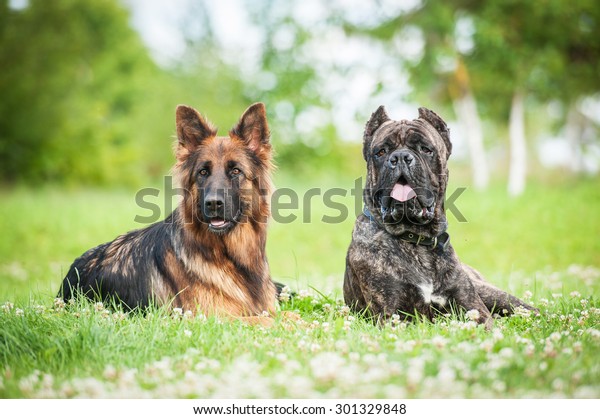 German Shepherd Cane Corso Dog Stock Photo Edit Now 301329848