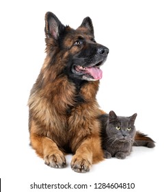 German Shepherd And Cat In Front Of White Background