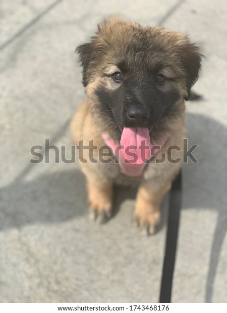 leonberger cross german shepherd