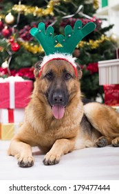 German Shepherd At Christmas Night