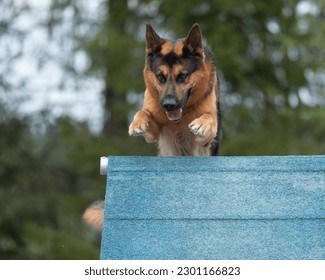 German Shepherd climbs over an a-frame on a dog agility course - Powered by Shutterstock