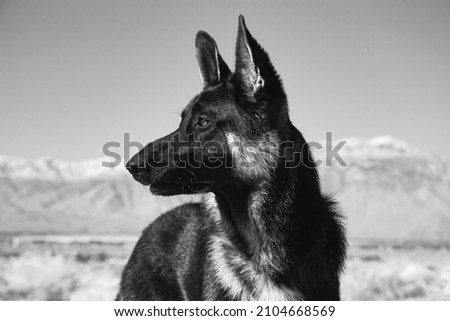 German Shepherd in the Coachella Valley, California