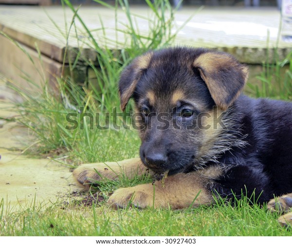german shepherd cross puppies
