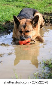 German Shepherd Dog, Alsatian, Lying In A Muddy Puddle Tired After Playing A Ball