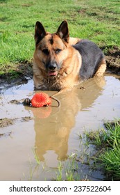 German Shepherd Dog, Alsatian, Lying In A Muddy Puddle Tired After Playing A Ball