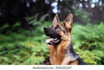 German Shepherd Dog, Animal, brown, black, white, nature, view, winter, sun