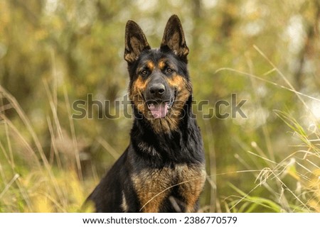 A german shepherd dog in autumn outdoors