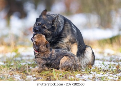 A German Shepherd Dog Bites A Small Border Terrier Dog During A Game.