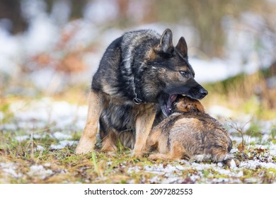 A German Shepherd Dog Bites A Small Border Terrier Dog During A Game.