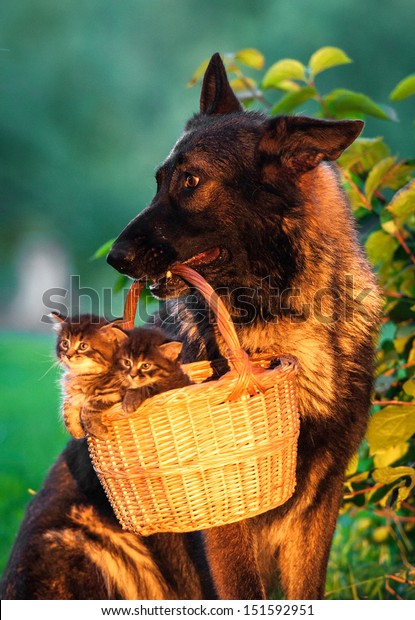 dog carry basket