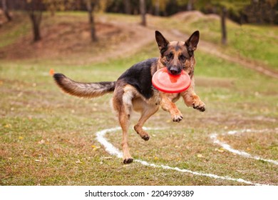 German shepherd dog catches a Frisbee in the autumn in the field