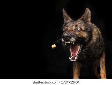 German Shepherd Dog Catching Food Studio Photo Shoot