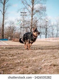 German Shepherd Dog Catching A Frisbee Disc