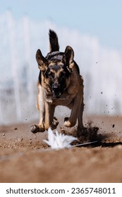 German Shepherd Dog chasing bag in FastCAT at a dog sports trial in Cheyenne Wyoming - Shutterstock ID 2365748011